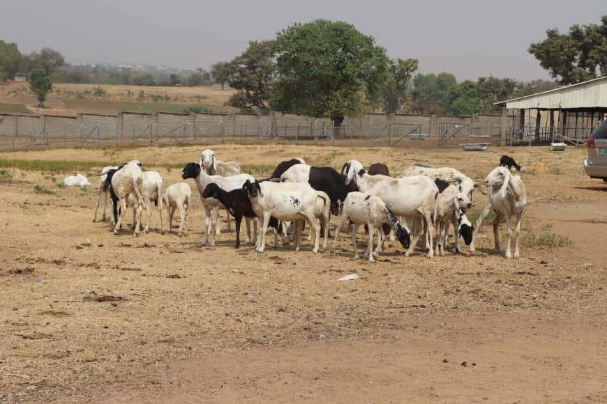 Livestock Ministry Trains Women, Youth in Small Ruminant Production