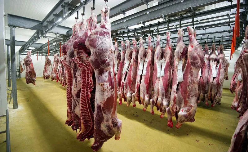 Meat Processing Plants Development