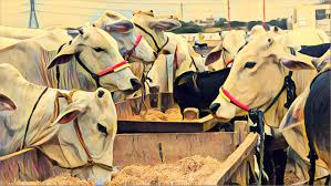 Nigeria Livestock Growth Acceleration Strategy (NLGAS 25)