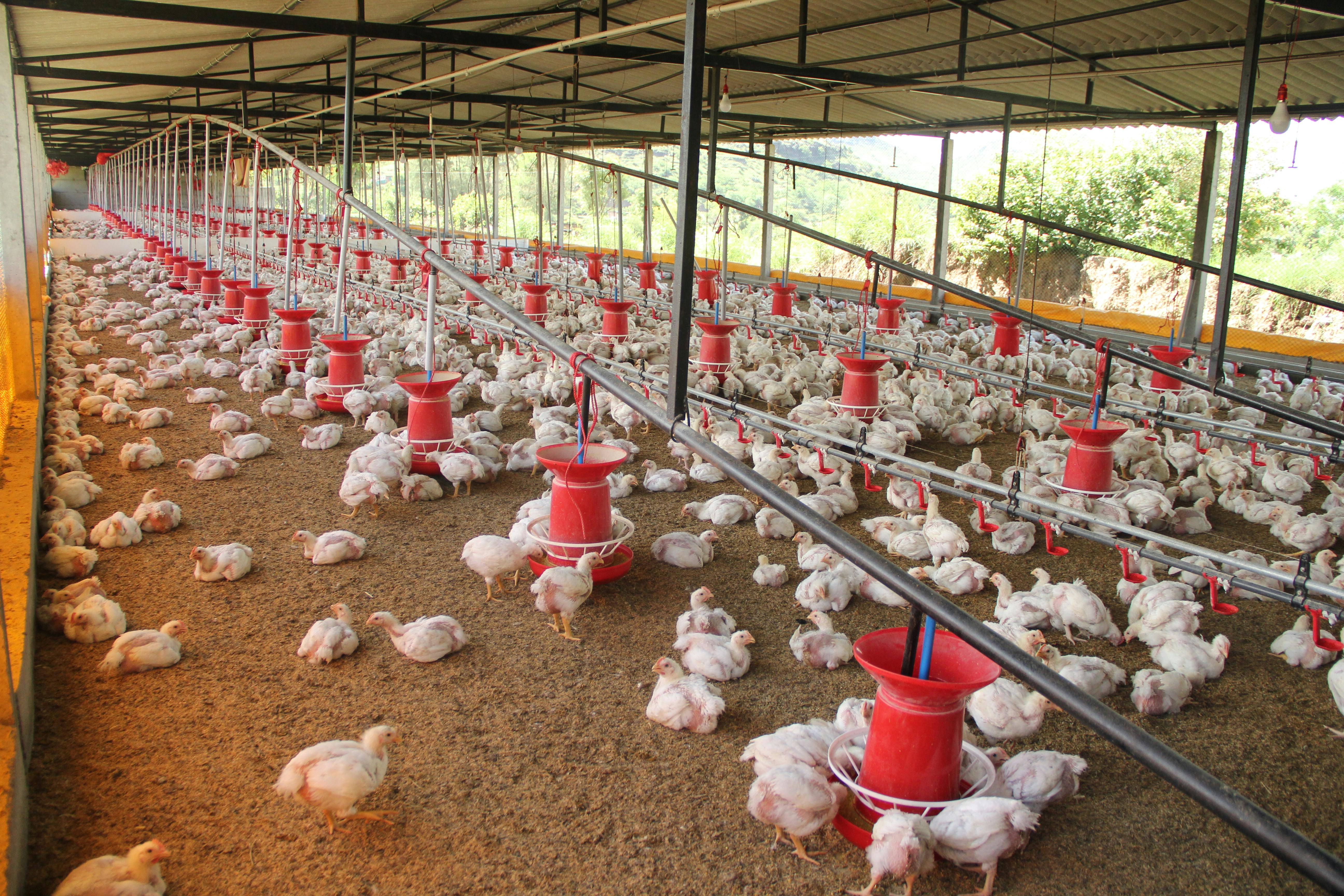 Transforming Nigeria’s Livestock Sector