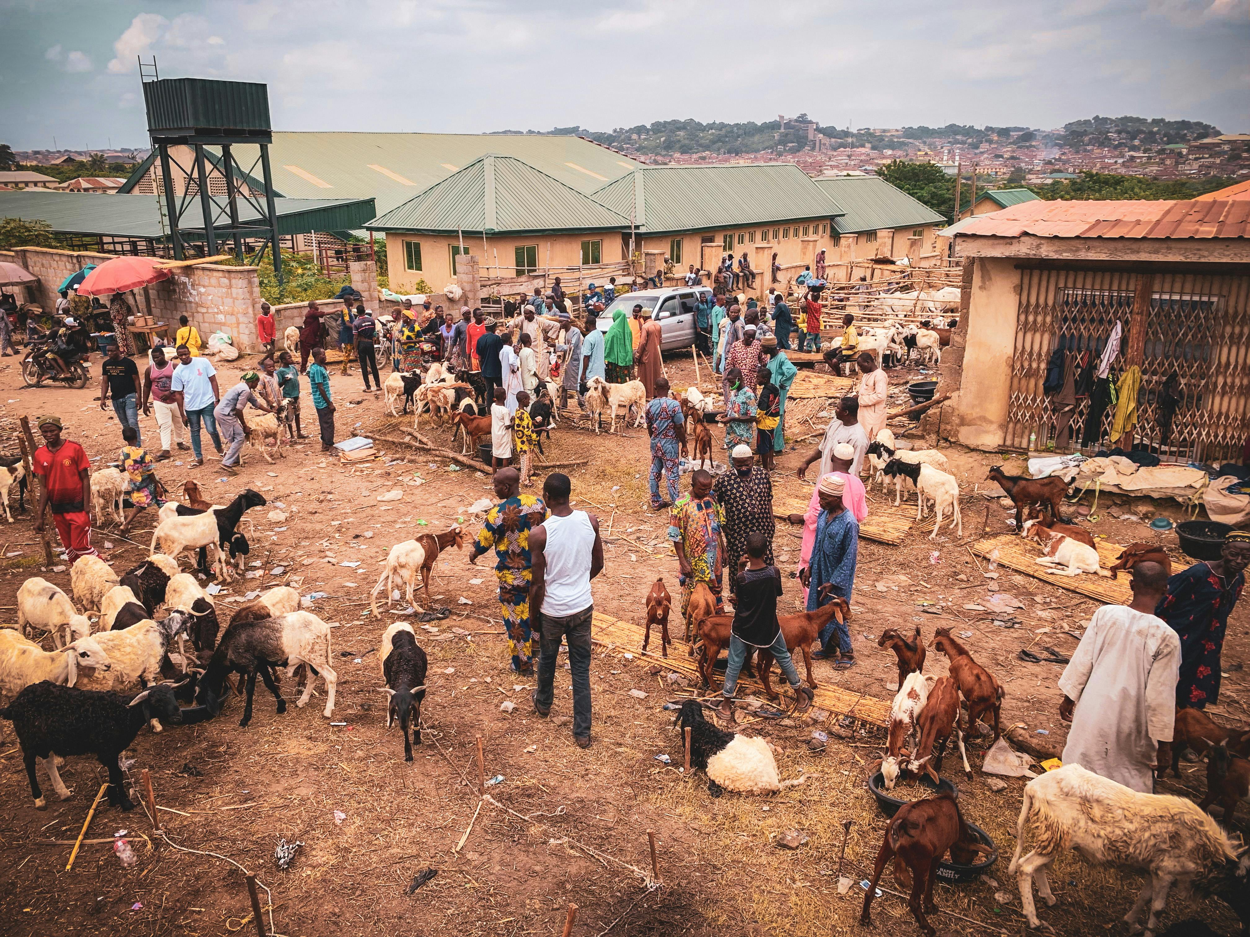 Building a Globally Competitive Livestock Industry